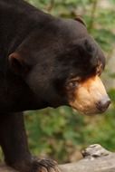 asian black bear