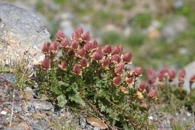 mountain flowers
