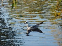 bird on water close-up