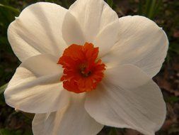 White daffodil close-up