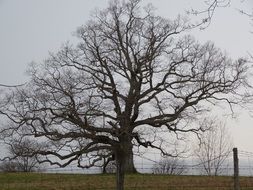 landscape of big tree with bare branches in spring