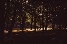 extraordinarily beautiful trees park