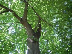 tree foliage