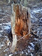 fallen trees in the mountains