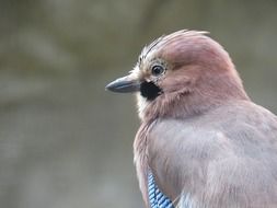 colorful bird close-up