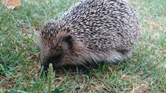 cute prickly hedgehog