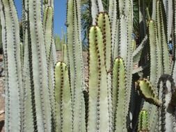 tall cacti in Arizona