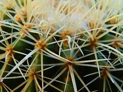 cactus with large spikes close-up
