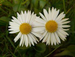 white daisies in the grass in the garden
