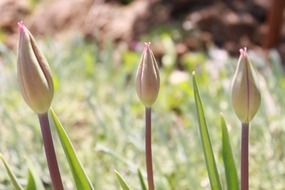 three buds of spring flowers close up