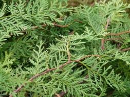 thuja branches closeup