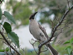 Little friarbird in wildlife