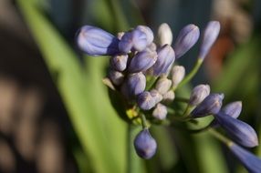 closed blue buds on the stem