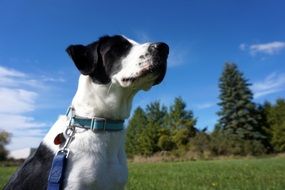 cute dog in a park