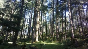 coniferous forest in India