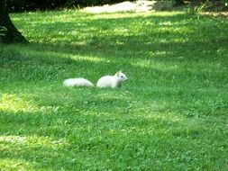 cute white squirrel on a green lawn