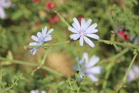 terrific perennial flower