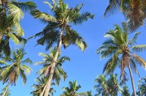 Colorful tropical palm trees plantation at blue sky background