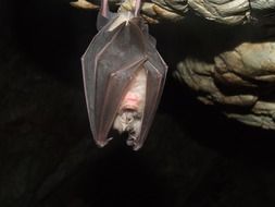Bat in the cave