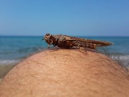 grasshopper on bald man's head
