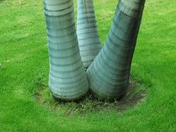 Palm tree in the shape of an elephant's foot