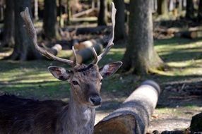 hirsch in wild forest trees antler