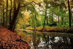 calm river in colorful deciduous forest at fall