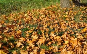 autumn dry leaves on the meadow