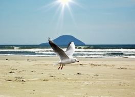 white seagull on a beach in Brazil