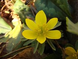 yellow flower on a green stalk