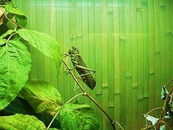 locust on a branch of a plant near a green wall