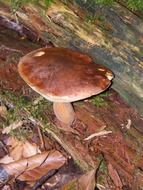 maronere mushroom on log in autumn forest