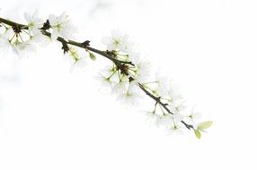 tree white flowers on white surface