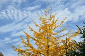 yellow autumn tree against a clear sky