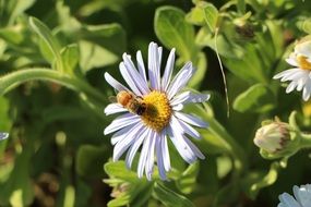 macro view of insect on white daisy in autumn