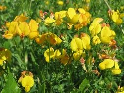 lotus corniculatus inflorescence