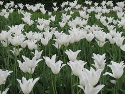 Tulips in Holland in the spring