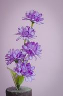 purple garden flower in pot