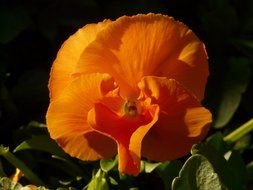 closeup photo of orange pansy flower