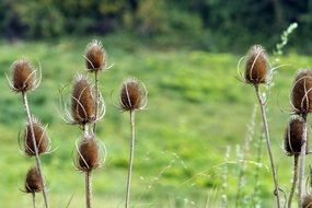 thistle flowers in autumn