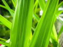 plant with bright green leaves