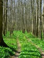 forest path bear
