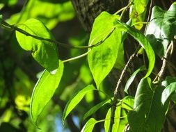 terrific green color leaves