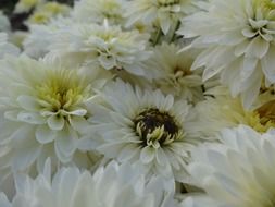 a lot of white flowers in the garden