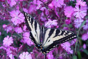 Black-white butterfly on violet colors