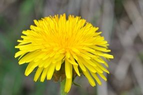 cute dandelion flower