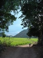 The road under the green tree branches