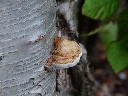 fungi on the tree