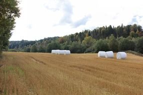 autumn farmland in forest landscape