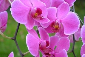 pink orchid on a green background